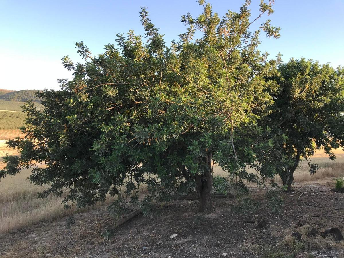فيلا فوينتيه دي بيدرافي Cortijo Vista Alegre المظهر الخارجي الصورة